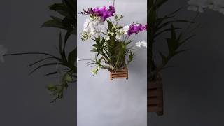 plantas orchidaceae orchid jardim orchidbrasil orchidflower flores orquidias plant [upl. by Haraz]