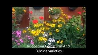 Rudbeckia Goldsturm and Fulgida In bloom Division Help and care [upl. by Birck]