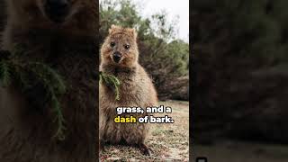 Cool Quokka Facts [upl. by Franklin]