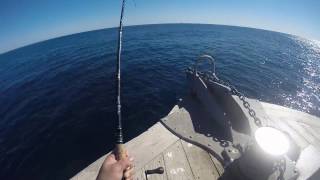 35LB YELLOWFIN VS BASS GEAR LEXA 400 [upl. by Cressler]