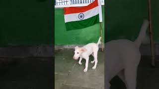 Happy Indiependence day🇮🇳💕🤗🌸 doglover ytshorts subscribe straydogs streetdogs trending love [upl. by Bradwell]