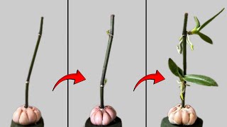 Propagating orchids from flower stems will become simple if you know these methods [upl. by Eissim]