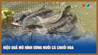 Hiệu quả mô hình ương nuôi cá chuối hoa  Tin tức Phú thọ [upl. by Pavior]