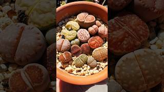 Assorted Lithops plants succulant succulentsplanterspot succulentlife gardendesign australia [upl. by Suiradal]