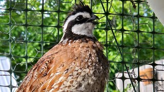 Bobwhite Quail says quotGood Morningquot 🐥 [upl. by Ledah]