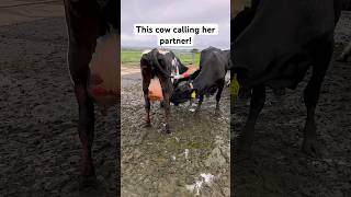 These cows sucking each other dairyfarmingnz cow dairyherd shortvideo farmlife cattlefarming [upl. by Dagley]