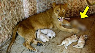 Lioness Gives Birth But What She Gave Birth To Shocked Everyone [upl. by Llemij445]