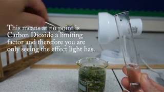 Required Practical Investigate the effect of light intensity on rate of photosynthesis [upl. by Weiser]