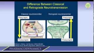 Cannabis and the Endocannabinoid System  Part 1 [upl. by Eniamat]