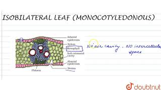 ISOBILATERAL MONOCOTYLEDONOUS LEAF [upl. by Patman841]