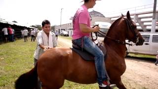 Caballo brioso 2 Momentos previos a la cabalgata en la Feria de Yopal Casanare Colombia [upl. by Franzoni]