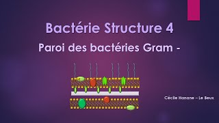 Bactérie Structure 4 PAROI DES BACTERIES GRAM MOINS [upl. by Bonine30]