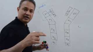 Immunology Lecture 12 Part 1 Immunoglobulins [upl. by Emaj]