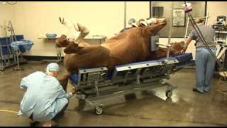 Surgery on a horse at Pioneer Equine Hospital [upl. by Aliber]