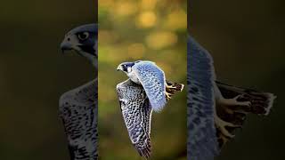 Peregrine Falcon in Flight The Worlds Fastest Bird in Action PeregrineFalcon BirdsOfPrey [upl. by Atila]