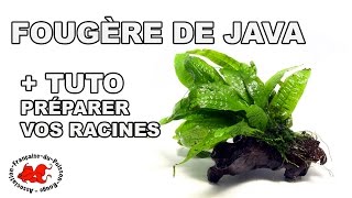 Plante aquatique  la Fougère de Java [upl. by Remmer]