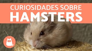 10 CURIOSIDADES sobre HAMSTERS 🐹❤️ [upl. by Fry]