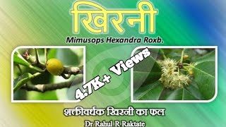 खिरनी शक्तिवर्धक खिरनी का फल  Khirni  Mimusops hexandra Vitaliser [upl. by Eladnar713]