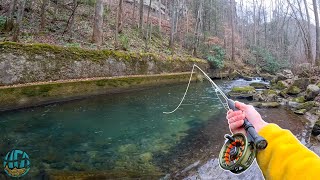 My first Trout of 2024 Fly Fishing for Brook Rainbow and Brown Trout [upl. by Atipul]