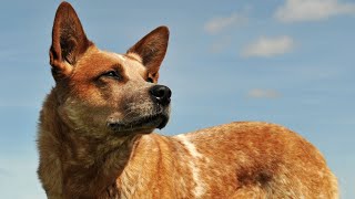 The Incredible Intelligence and Trainability of the Australian Cattle Dog [upl. by Dara]