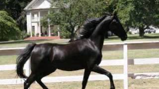 Black American Saddlebred Horses For Sale [upl. by Lerim]