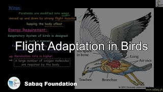 Flight Adaptation in Birds Biology Lecture  Sabaqpk [upl. by Luiza204]