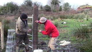 Harvesting Our Green Roof Tree Planting And Fencing With A Meitheal And A Horse [upl. by Jenda580]