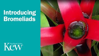 Introducing Bromeliads [upl. by Carroll697]