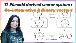 Cointegrative amp Binary Vector system  Basic protocol for agrobacterium mediated gene transfer [upl. by Anuaf]