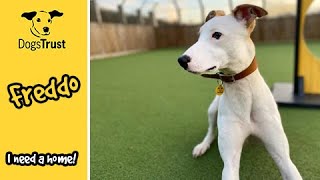 Freddos a wonderful lurcher  Dogs Trust Glasgow [upl. by Lagas]