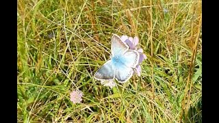 Beautiful Butterfly Chalkhill Blue Polyommatus  Lysandra coridon  Wall Brown Lasiommata megera [upl. by Yer]