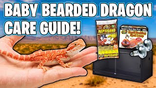 Baby Bearded Dragon Care Guide  How To Take Care of a Bearded Dragon [upl. by Litta393]