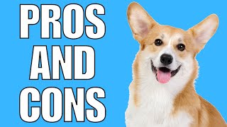 Corgi Pros And Cons SHOCKING [upl. by Philbert]