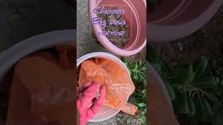 How to grow gladiolus corms shortsfeed gladiolus floweringplants winterflower moss [upl. by Elocen]