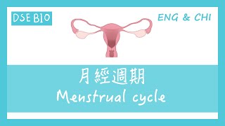 DSE生物 點計受孕期？細講月經週期 Menstrual cycle [upl. by Nairoc]