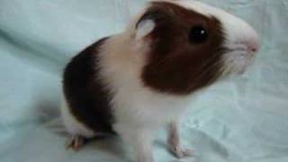 piepende baby cavia [upl. by Fredra]