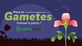 Where Are Gametes Formed In Plants  Biology  Extraclasscom [upl. by Bernj]