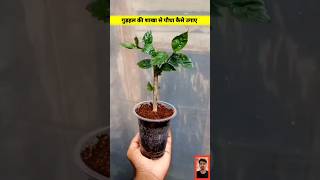 How to propagate hibiscus from cuttings l hibiscus growing tips hibiscus shorts ytshorts [upl. by Erdnaek]