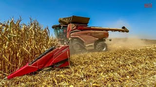 CASE IH AF10 Combine Harvesting Corn [upl. by Keenan]