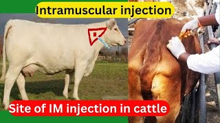 Intramuscular injection in cattle [upl. by Anires]