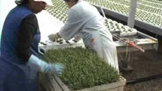 Lior Hessels hydroponic system in Murcia Spain [upl. by Fachanan66]