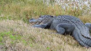 Spotless Teeth on Alligator amp Nictitating Membrane Rolls Back at Orlando Wetlands Christmas [upl. by Hildebrandt]