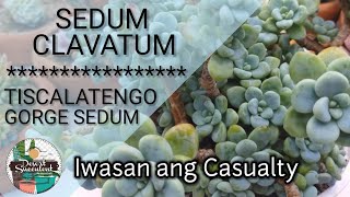 31 Sedum Clavatum Complete Care Guide amp Propagation • Tiscalatengo Gorge Sedum [upl. by Ettennil]