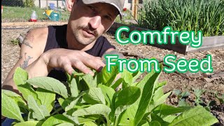 How To Grow Comfrey From Seed Crowns and Root Cuttings [upl. by Decrem]