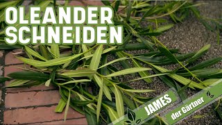 Wie und wann schneidet man eigentlich Oleander  James der Gärtner [upl. by Hoppe64]