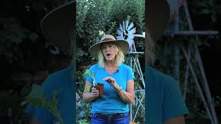 Fall Planting Broccoli Cauliflower amp Cabbage Crop Tips [upl. by Long]