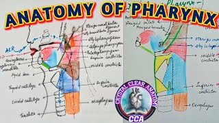 ANATOMY OF PHARYNX । Muscles of PHARYNX [upl. by Domineca374]