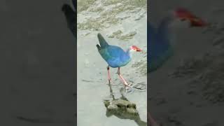 Greyheaded Swamphen 🤩searching food🤗Pawana River💥pls subscribe🙏 [upl. by Esinart615]