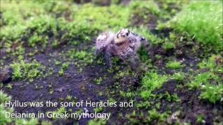 Hyllus Semicupreus The Cute Spider [upl. by Nylorac739]