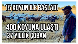 15 KOYUNLA BAŞLAYIP 400 KOYUNA ULAŞTI  37 YILLIK ÇOBAN SERDAR [upl. by Ahsatin]